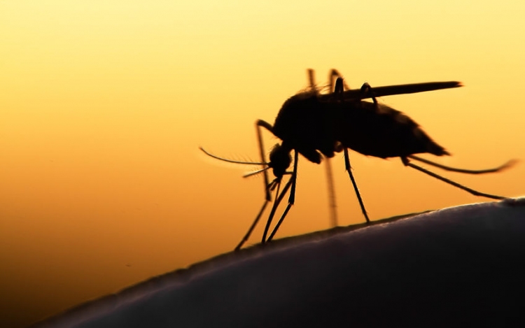 Sikeresen zárult az idei országos szúnyoggyérítési program