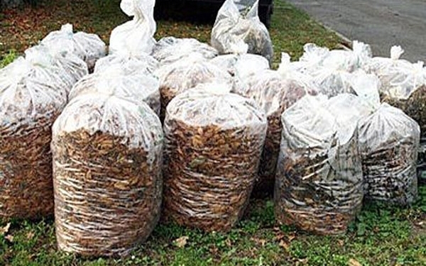 A héten még elszállítják díjmentesen a zsákokba gyűjtött faleveleket