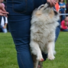 CAC kutyakiállítás (Fotó: Nagy Mária)