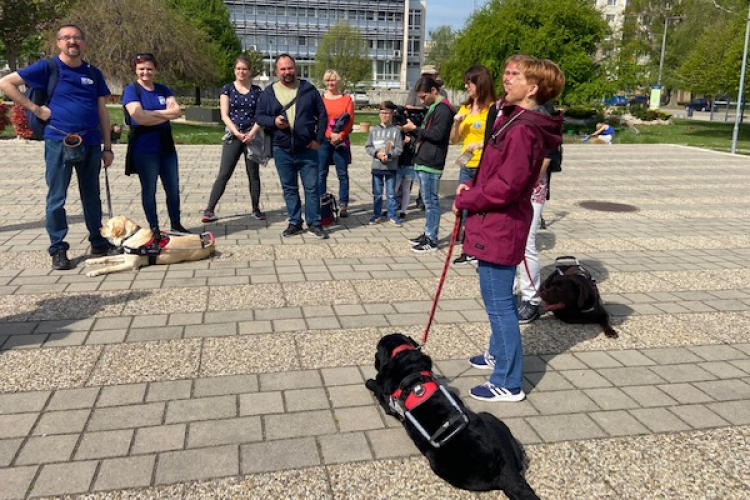 Vakvezető kutyák világnapja: érzékenyítő sétát tettek Mosonmagyaróváron 
