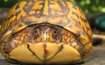 Megkerült az elveszett teknős - 30 év múlva