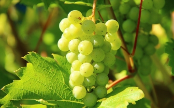 Már a héten kezdődik a hőség miatt a szőlőszüret a korai fajtákkal 