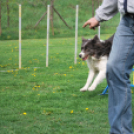 Agility - Hobby Kutyások részére (Fotó: Nagy Mária)