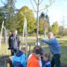 Faültetés a Nolato-nál (Fotó: Nagy Mária)