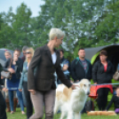 CAC kutyakiállítás (Fotó: Nagy Mária)