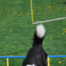 Agility - Hobby Kutyások részére (Fotó: Nagy Mária)