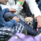 CAC kutyakiállítás (Fotó: Nagy Mária)