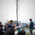 Kőrisfacsemetéket ültettek a diákok a Nolato Magyarország Kft telephelyén