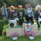 CAC kutyakiállítás (Fotó: Nagy Mária)