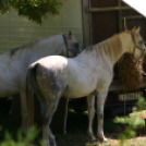 IX. Szigetköz ízei, Vármegyék borai Fesztivál (fotó: Stipkovits Veronika)