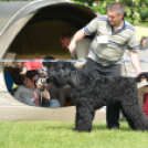 CAC kutyakiállítás (Fotó: Nagy Mária)