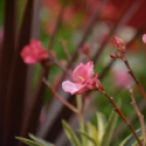 Legszebb konyhakertek (Fotó: Nagy Mária)