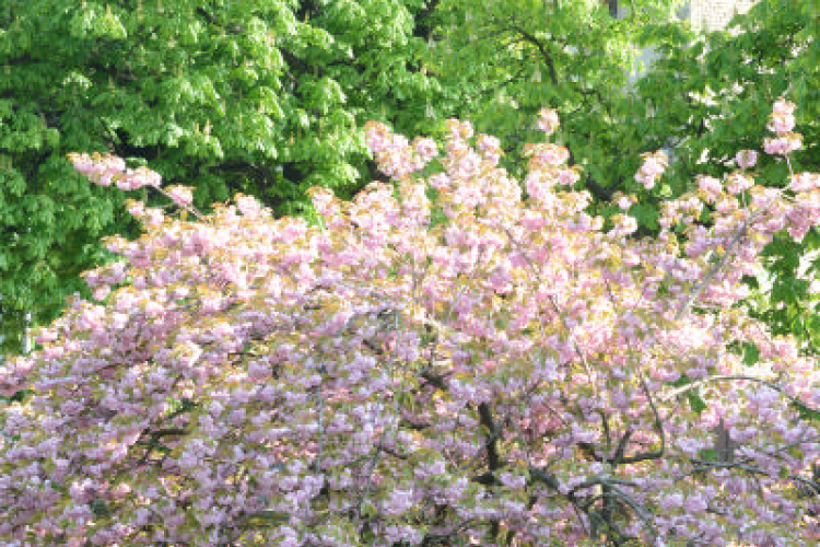 Belvárosi Üzletkör - Makett kiállítás Szombatján 