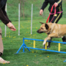 Agility - Hobby Kutyások részére (Fotó: Nagy Mária)