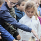 XII. Elfogadás napja Mosonmagyaróvár