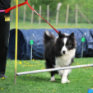 Agility - Hobby Kutyások részére (Fotó: Nagy Mária)