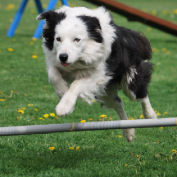 Agility - Hobby Kutyások részére (Fotó: Nagy Mária)