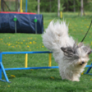 Agility - Hobby Kutyások részére (Fotó: Nagy Mária)