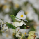 Szent Mihály napok (Fotó: Nagy Mária)