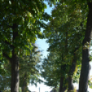 Megemlékezés a Mosoni temetőben (Fotó: Nagy Mária)