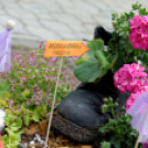 Apró kezek, csodakertek kertépítő verseny (Fotó: Horváth Attila)