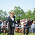 CAC kutyakiállítás (Fotó: Nagy Mária)