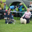 CAC kutyakiállítás (Fotó: Nagy Mária)