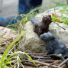 Apró kezek, csodakertek kertépítő verseny (Fotó: Horváth Attila)