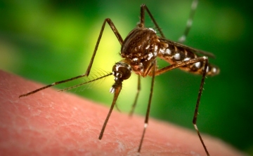 Országszerte elkezdődött a szúnyoglárvák gyérítése 
