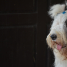 Agility Attilával (Fotó: Nagy Mária)