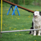 Agility - Hobby Kutyások részére (Fotó: Nagy Mária)