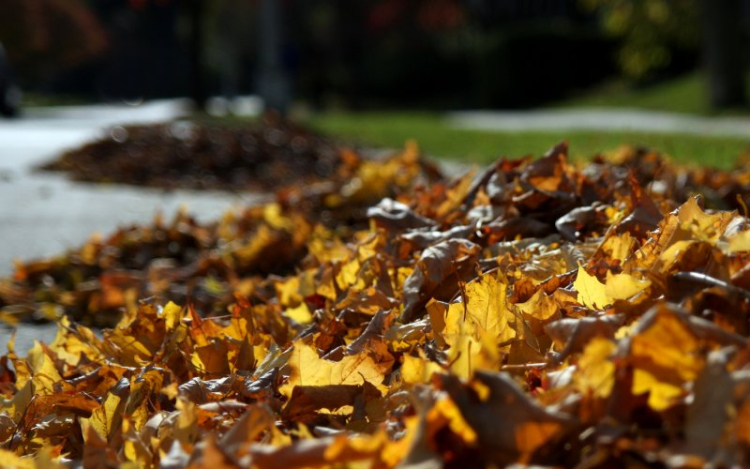 Falevél gyűjtés Mosonmagyaróváron