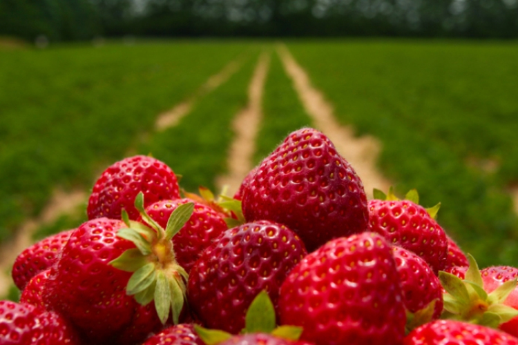 Szedd magad: eperföldek nyitvatartása a megyében