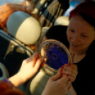 Japán Kert (Fotó: Horváth Attila)