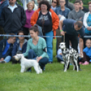 CAC kutyakiállítás (Fotó: Nagy Mária)