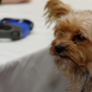 MKC SE karácsonyi szurkólói találkozó (Fotó: Horváth Attila)