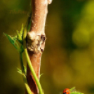 Tilai Gergely - Kerekesszéktől az önálló fotókiállításig