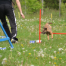 Agility Attilával (Fotó: Nagy Mária)