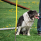 Agility - Hobby Kutyások részére (Fotó: Nagy Mária)