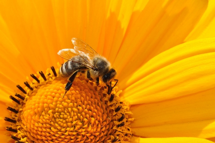 A darazsakat utáljuk, a méheket szeretjük, bár egyformán hasznosak