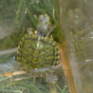 Gyermeknap a Hansági Múzeumban (Fotó: Bánhegyi István)