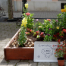 Apró kezek, csodakertek kertépítő verseny (Fotó: Horváth Attila)