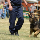 4. Kéklámpás Nap (Fotó: Horváth Attila)