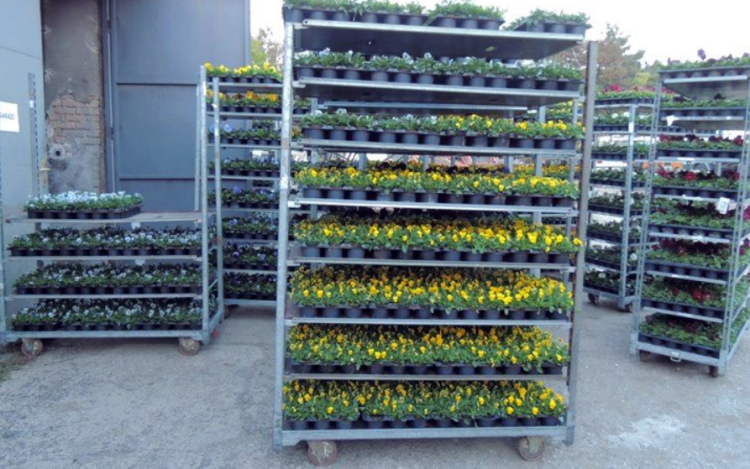 Virágosítás a városközpontban