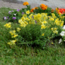 Apró kezek, csodakertek kertépítő verseny (Fotó: Horváth Attila)