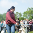 CAC kutyakiállítás (Fotó: Nagy Mária)