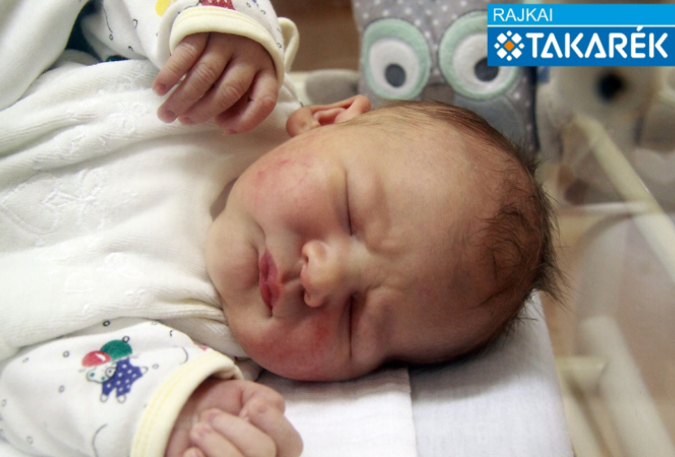 Novics Nimród, Mosonmagyaróvár