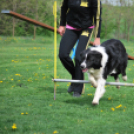 Agility - Hobby Kutyások részére (Fotó: Nagy Mária)