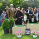 CAC kutyakiállítás (Fotó: Nagy Mária)