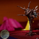 Az állatok világnapja, Leczkésy László origami kiállításának megnyitója (fotó: Horváth Attila)